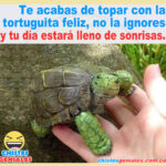 La tortuga feliz