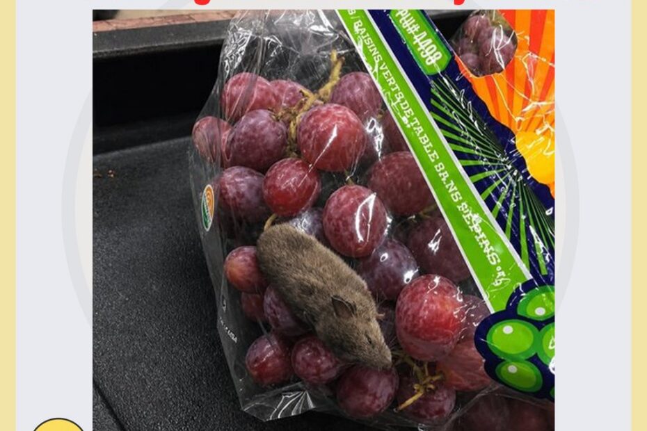Un kilo de uvas con sorpresa 17